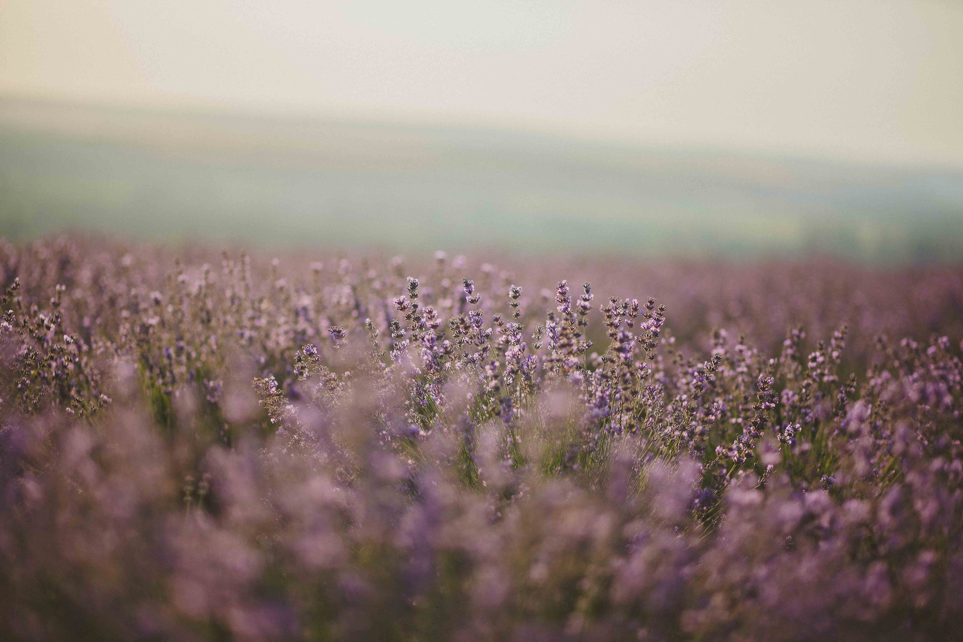 What Does Lavender Smell Like?